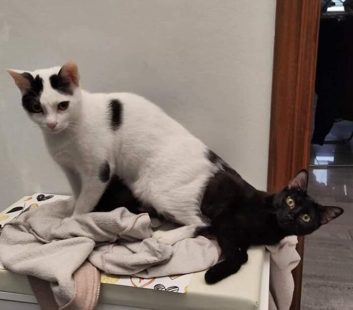 Two cats appear merged, creating an interesting illusion; one white with black spots and the other black, on a blanket.