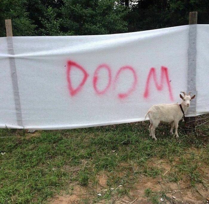 White goat standing near a banner with red upside-down letters in a grassy outdoor area, part of random photos collection.
