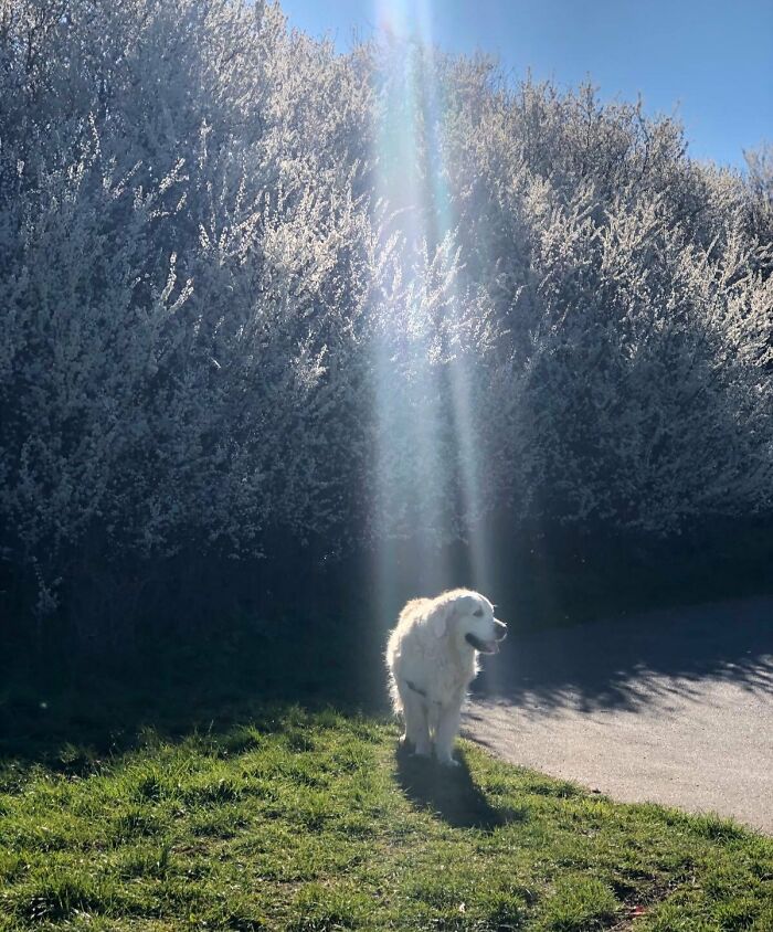 Dog standing in sunlight with bright trees behind, creating an interesting scene not photoshopped.