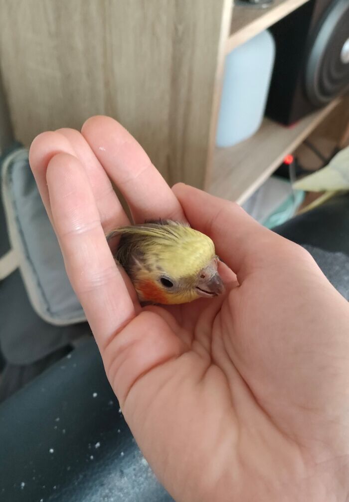 A tiny bird nestles comfortably in a person's hand, showcasing an interesting and natural moment, not photoshopped.