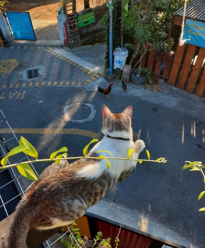 Cat watching two chickens on the street from a rooftop, interesting perspective not photoshopped.