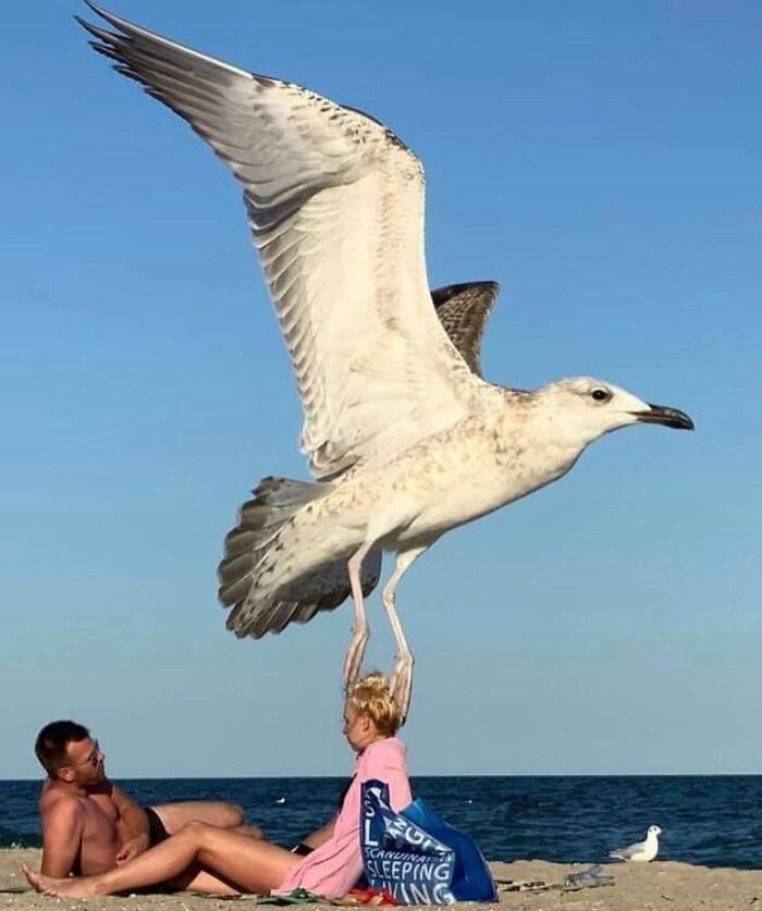 Giant seagull appears to stand on a man's head at the beach, creating an interesting optical illusion, not photoshopped.