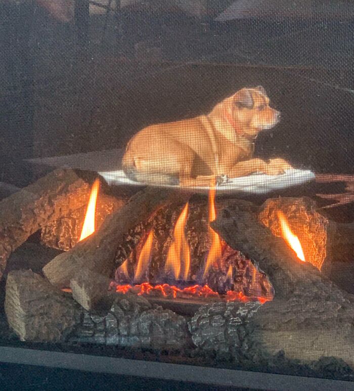 Dog appearing to float on logs in a fireplace; a real, interesting, not-photoshopped photo.