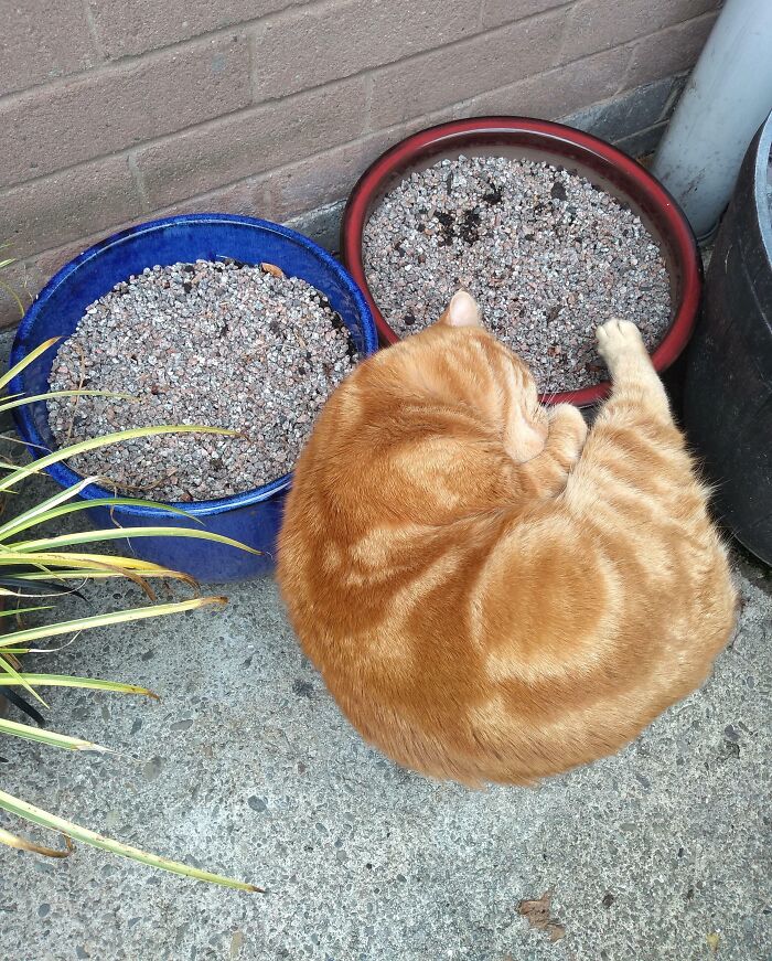 Orange cat curled up, blending with two planters of gravel—interesting not photoshopped photos.