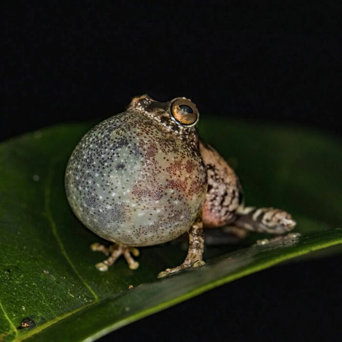 Tiny Wonders: Biju Pb’s Stunning Macro Photography Of Frogs