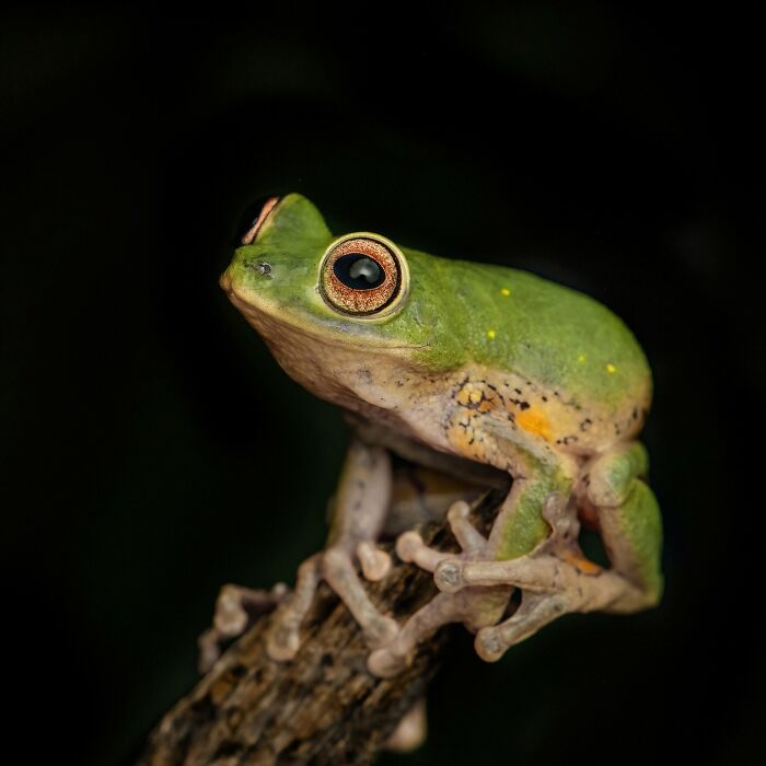 Tiny Wonders: Biju Pb’s Stunning Macro Photography Of Frogs