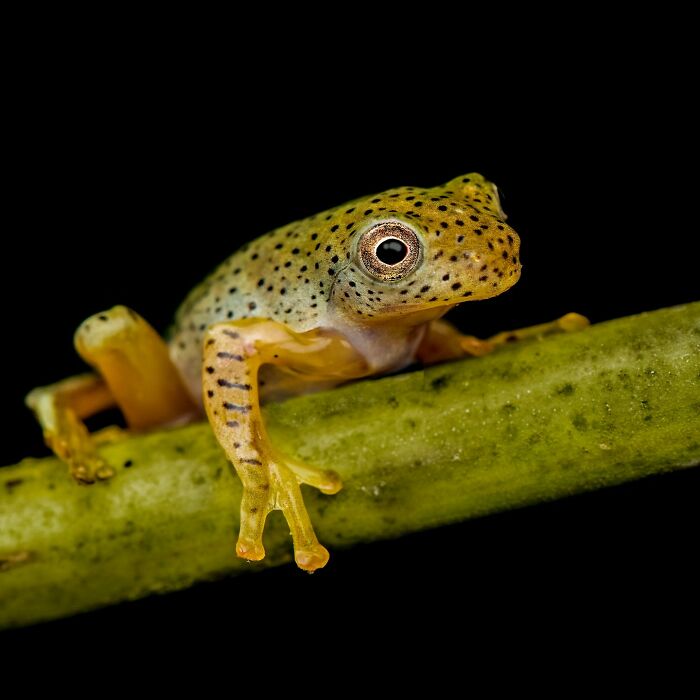 Tiny Wonders: Biju Pb’s Stunning Macro Photography Of Frogs