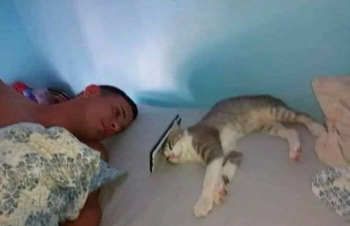 Man and cat lying in bed; cat watching a phone, creating a humorous moment.