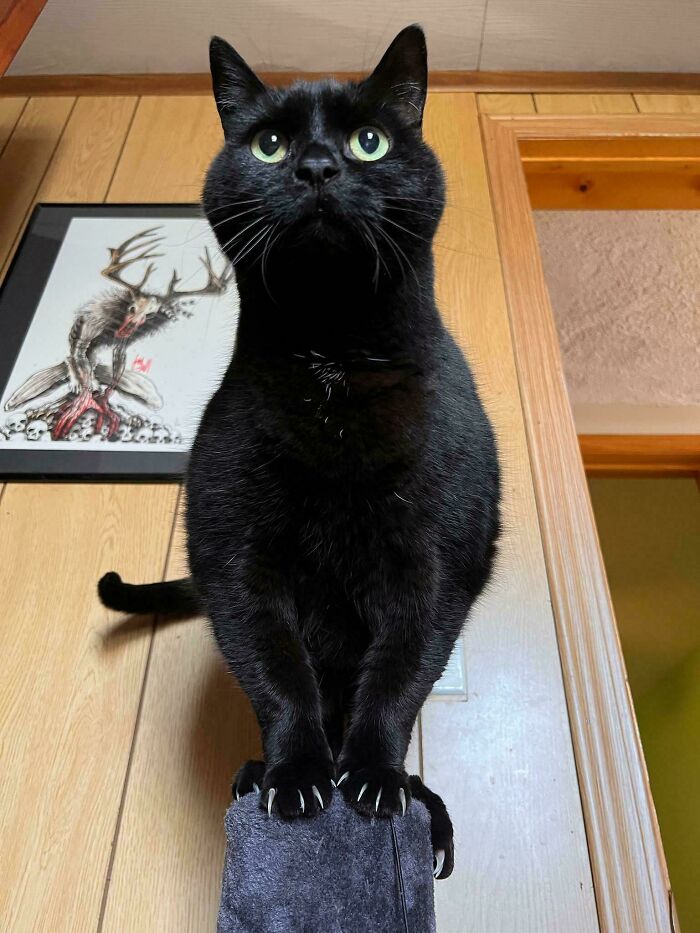 Black cat with sharp claws perched on a post in front of a wooden wall, looking up with bright eyes.