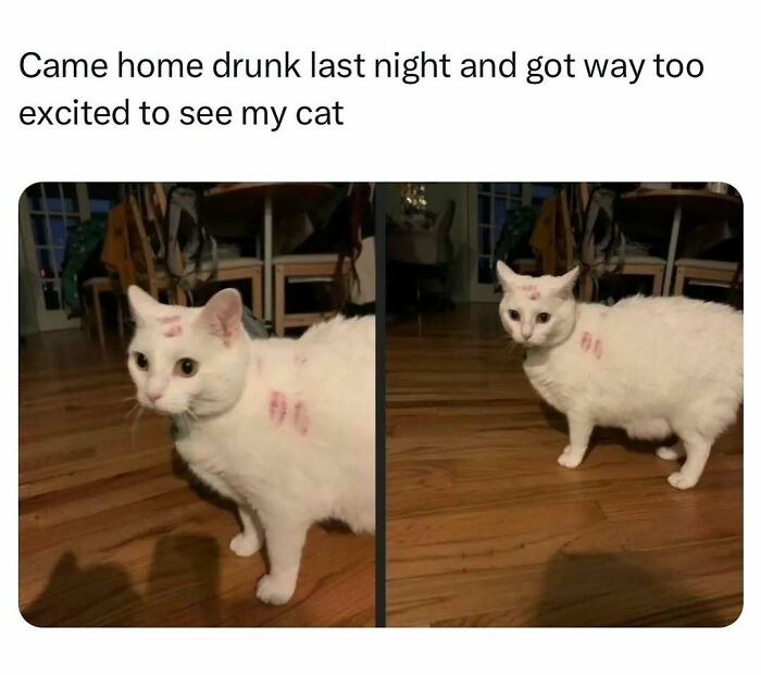 White cat with lipstick kiss marks on its head and body, captured in a funny post about barely holding it together.