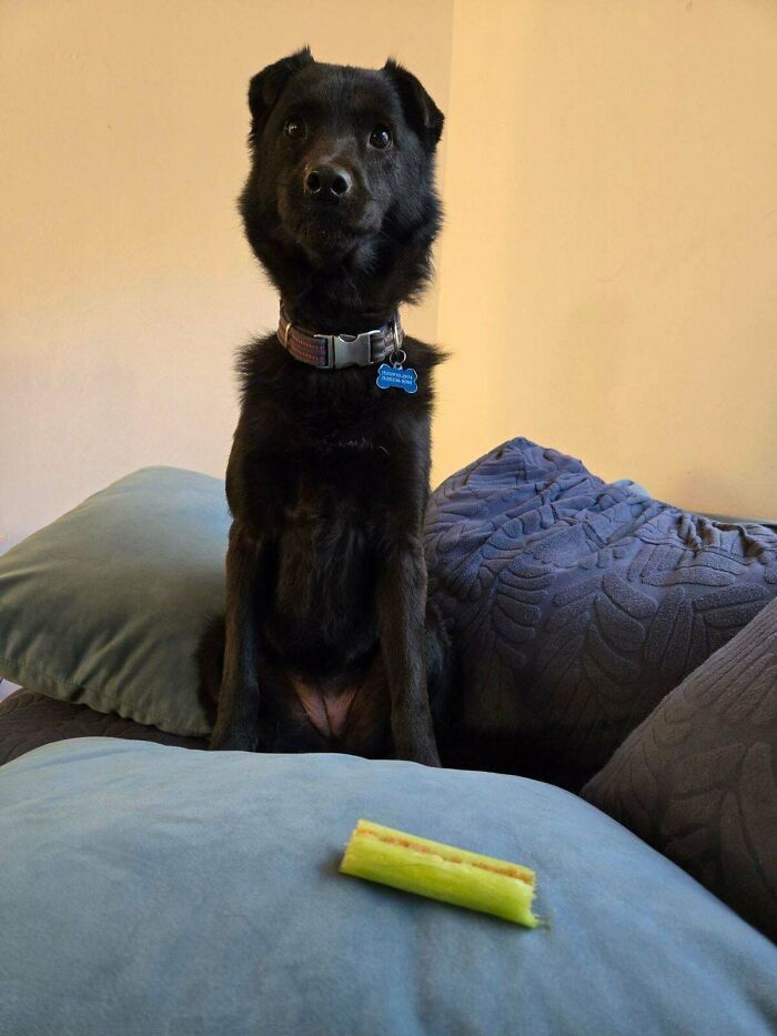 Black dog sitting on cushions, staring at a piece of celery in confusion.