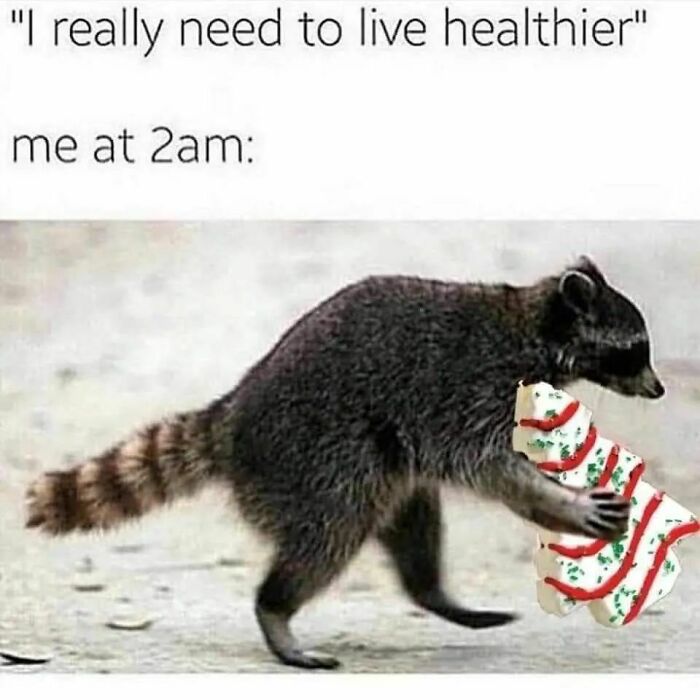 Raccoon holding a Christmas cookie with text about needing to live healthier, relatable memes for a laugh.