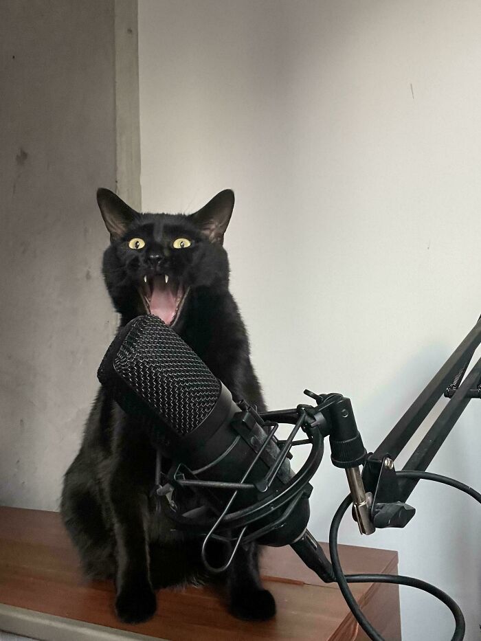 Black cat meowing dramatically into a microphone, showcasing feline drama queens in action.
