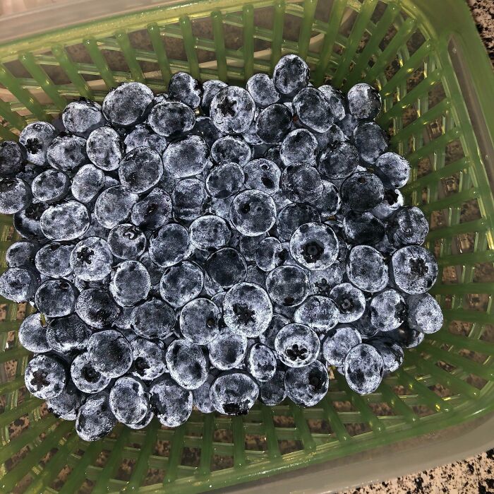 Basket of blueberries coated in frost, showcasing interesting, not photoshopped details.