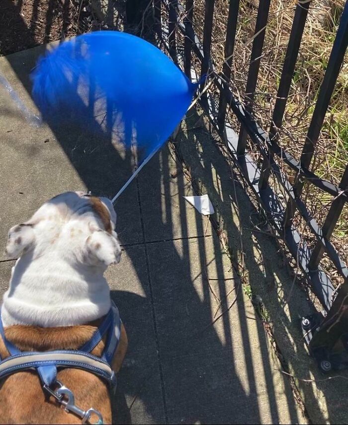 Bulldog holding a blue balloon caught on a fence, showcasing an interesting not Photoshopped moment.