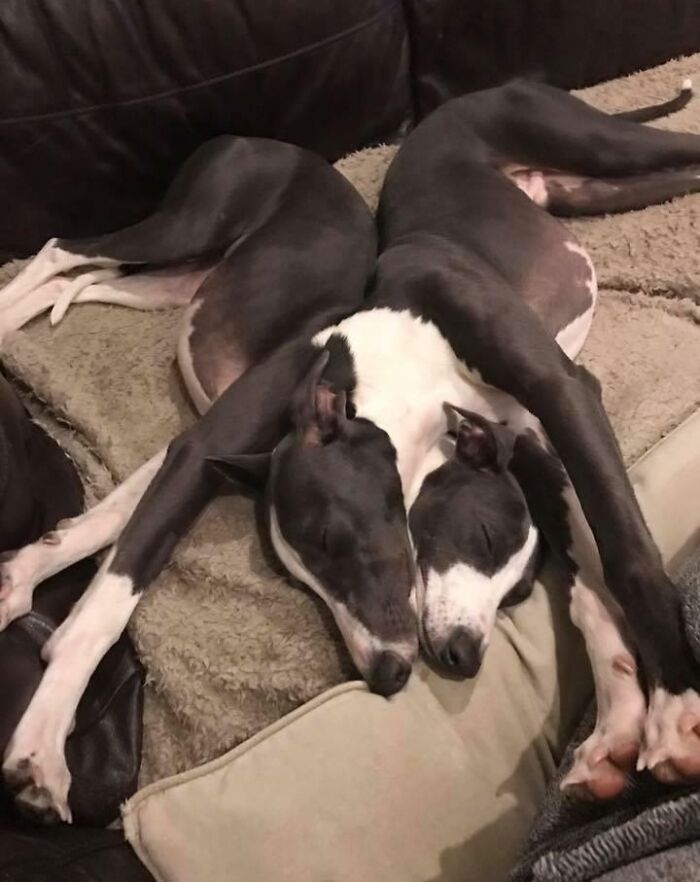 Two dogs lying symmetrically on a couch, creating an interesting, not photoshopped heart shape with their bodies.