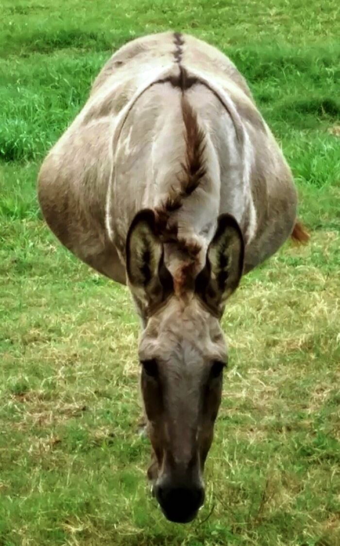 Unusual perspective of an animal creating an interesting optical illusion, appearing unedited in the photo.