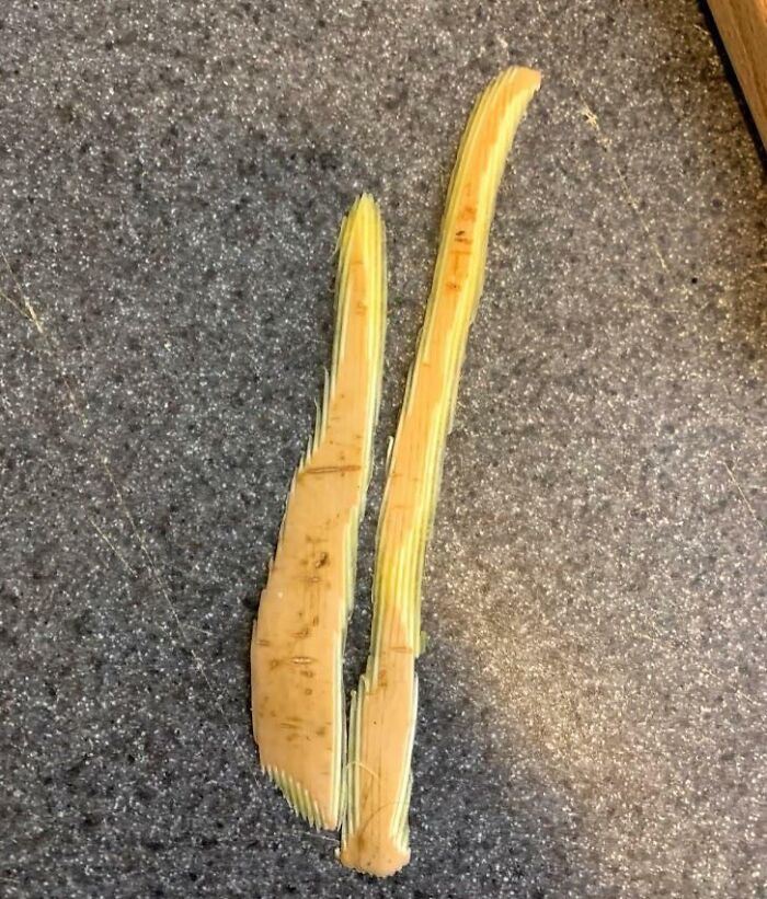 Interesting real photo showing two unusual plant stems on a textured surface.