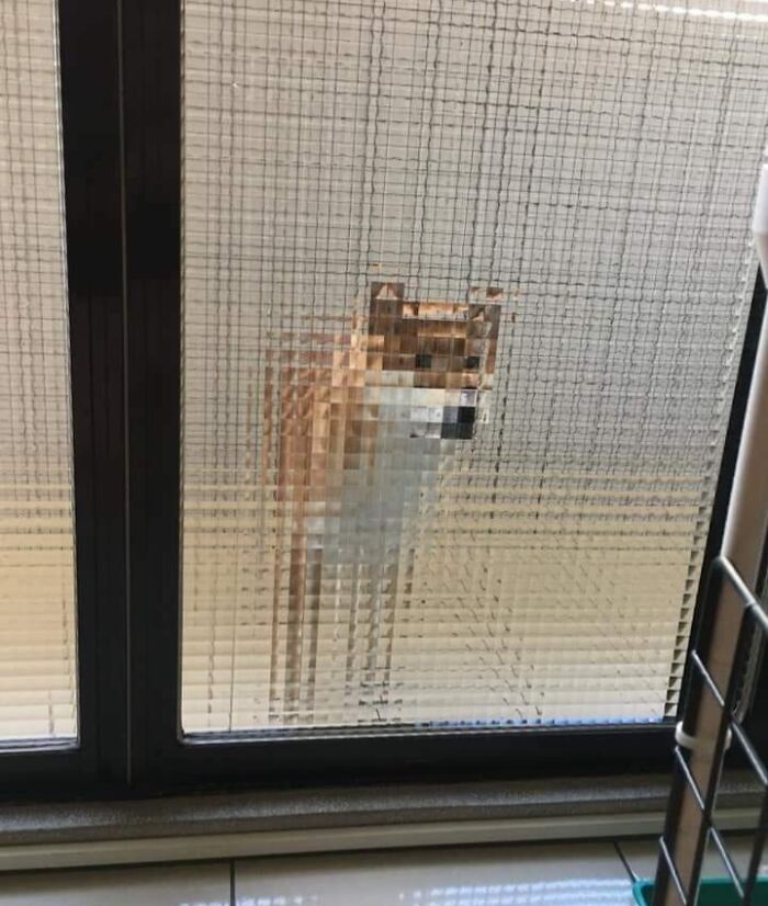 A dog appears pixelated through textured glass in an interesting photo.