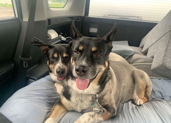 Two dogs with similar markings sitting closely together in a car, showcasing an interesting not Photoshopped moment.