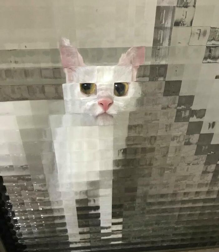 A white cat seen through a textured glass window, creating an interesting, not photoshopped effect.