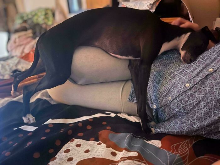 A dog hilariously sprawls over its owner's legs, showcasing amusing dog shenanigans.