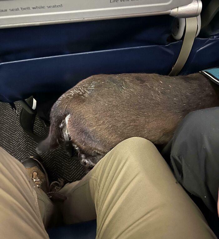 Passenger with little leg room due to a large dog between their legs on a plane.