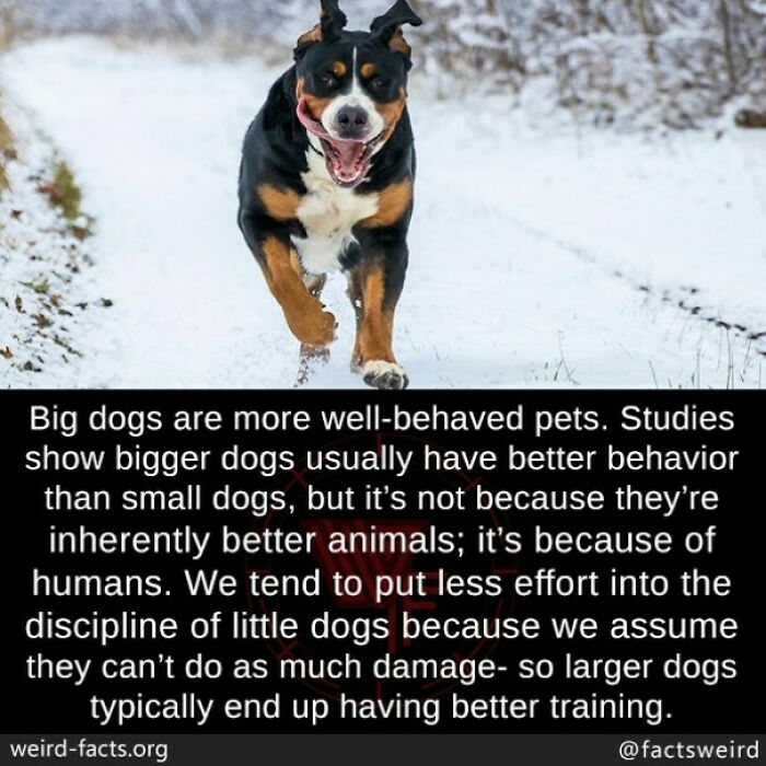 Big dog running on a snowy path, representing a fact about big dogs being better behaved due to training effort.