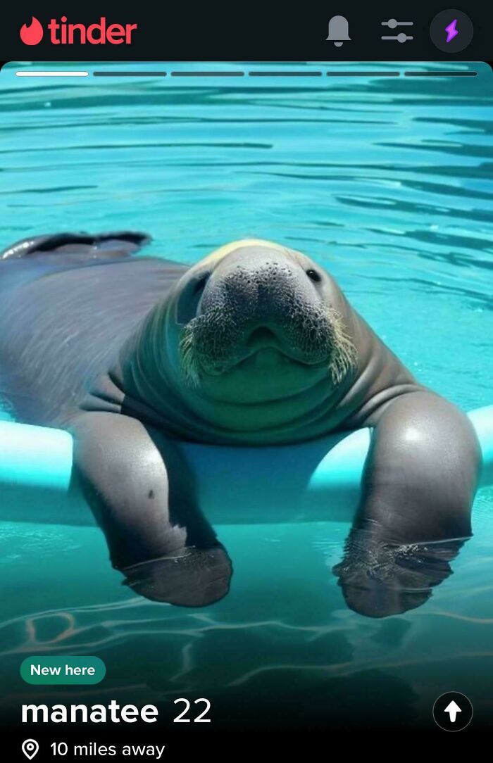 Manatee lounging on a pool float in a humorous Tinder profile.
