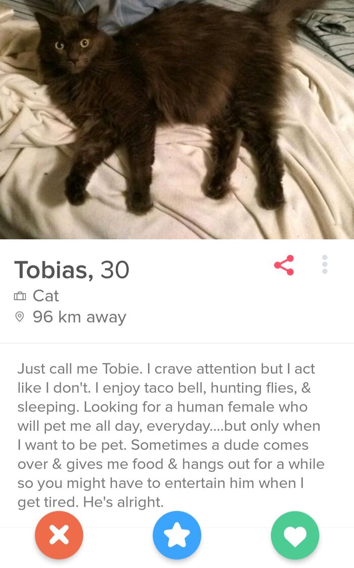 A funny Tinder profile featuring a cat named Tobias seeking human companionship.