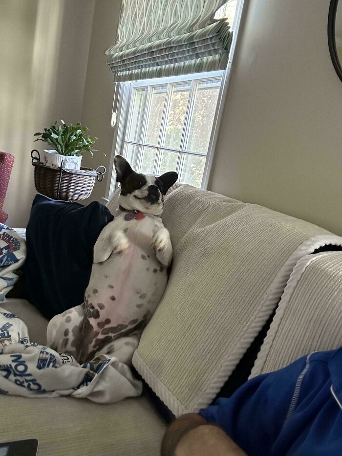 A dog sitting upright on a couch, looking confused, showcasing its “malfunctioning” shenanigans.