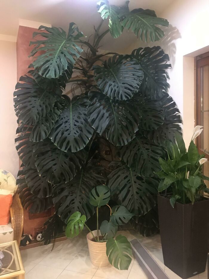 Large indoor monstera plant with lush, broad leaves in a cozy living room setting, highlighting indoor garden plants.