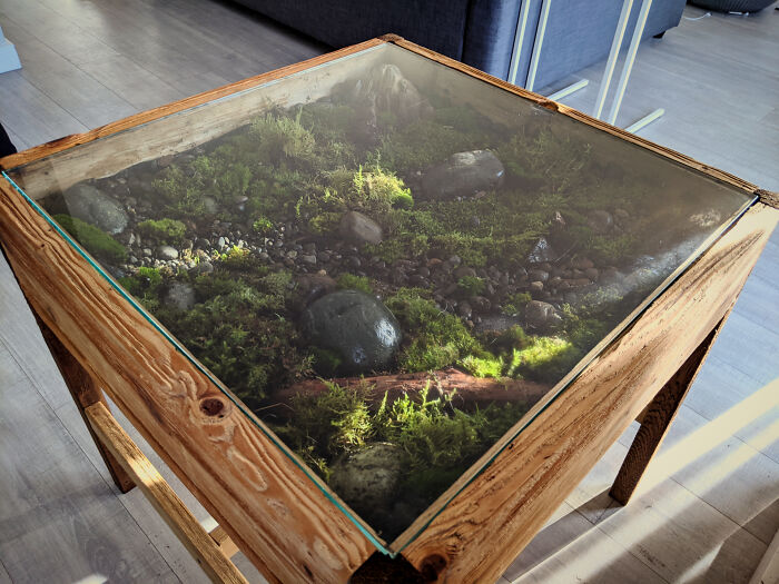 Glass-top table with lush indoor garden plants and moss beneath, creating a natural display in a modern living space.