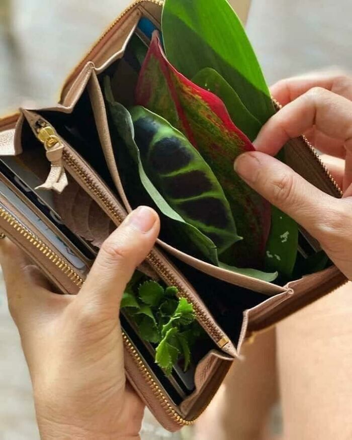 Indoor garden plants creatively arranged in a wallet, showcasing vibrant leaves and greenery.