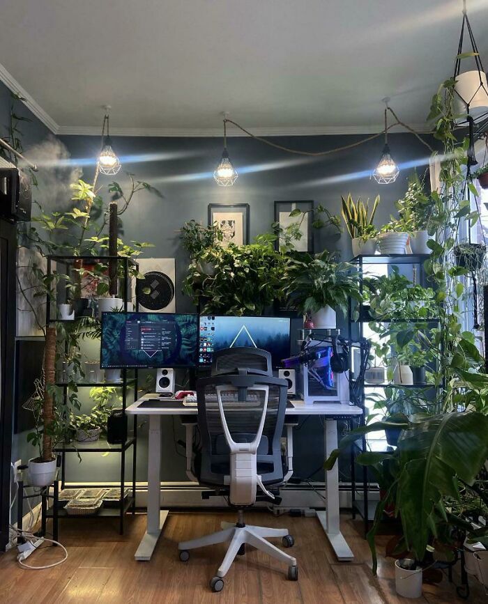 Modern workspace with multiple monitors surrounded by lush indoor garden plants.