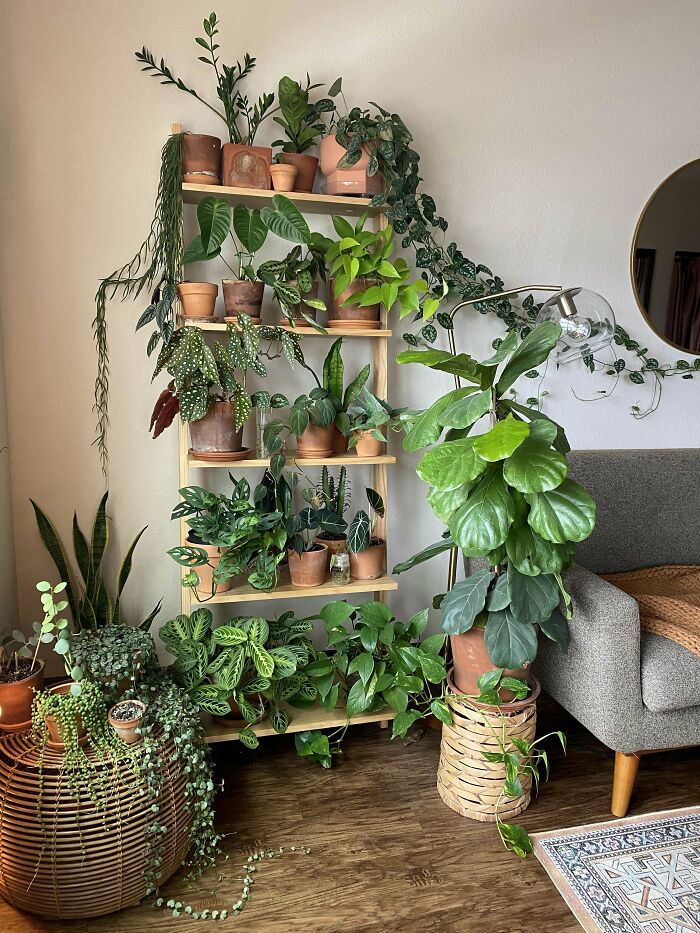 Indoor garden plants on wooden shelves with a large plant near a gray sofa.