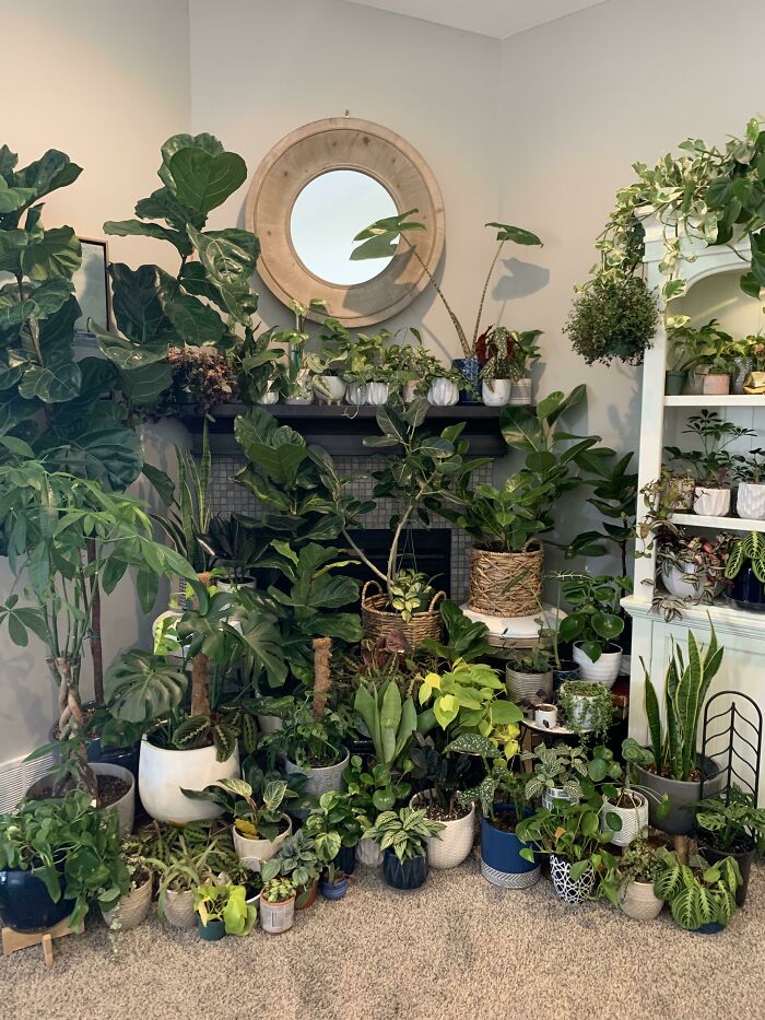 Indoor garden plants displayed in various pots, arranged neatly in a cozy room setting.