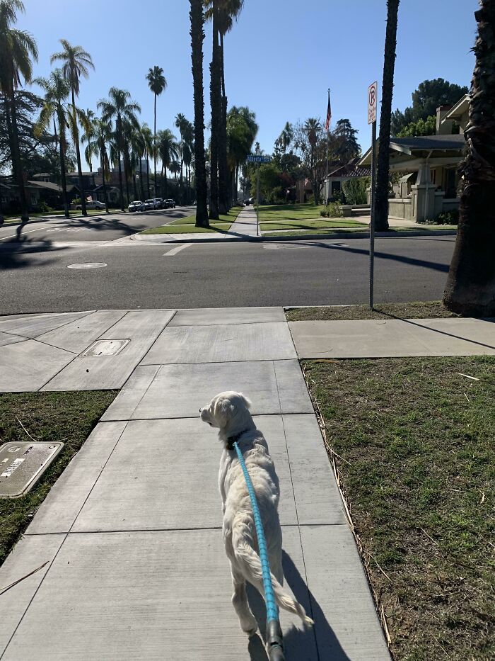 Dog walking on a sunny sidewalk with palm trees in the background.