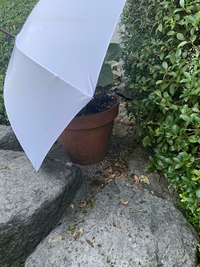 White umbrella covering a potted plant on stone steps in a garden, showcasing care and love, as seen with amazing mothers-in-law.
