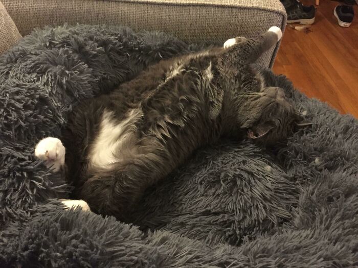 Fluffy cat lounging comfortably on a cozy gray blanket.
