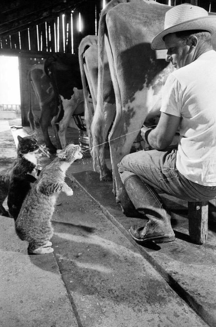 Man milks cow while two vintage cats eagerly drink fresh milk in barn.