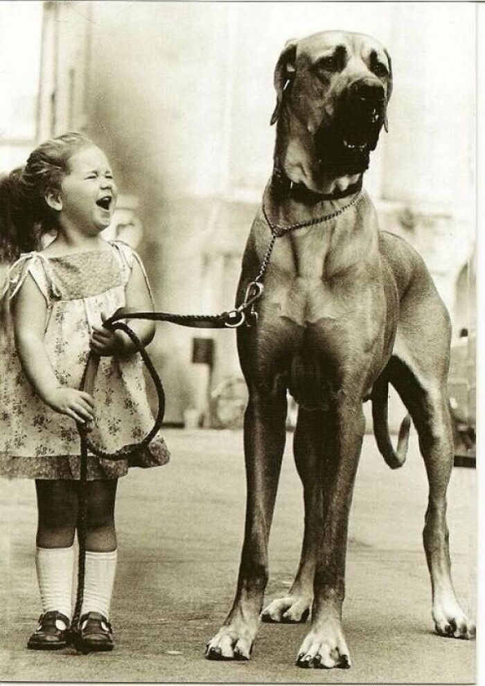 A little girl joyfully holding a Great Dane's leash, showcasing the timeless bond between pets and family.