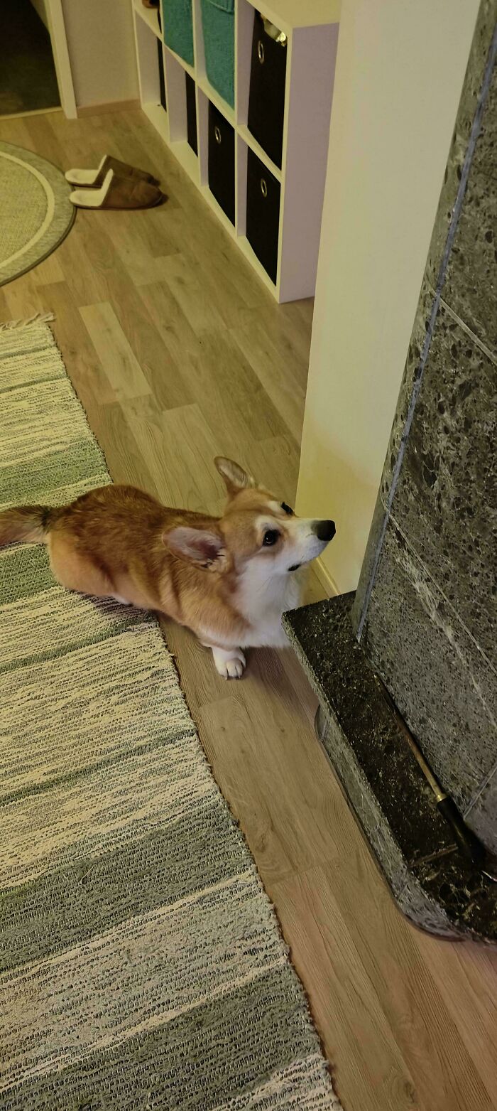 Corgi with its head against a wall, showing a funny dog shenanigan indoors.
