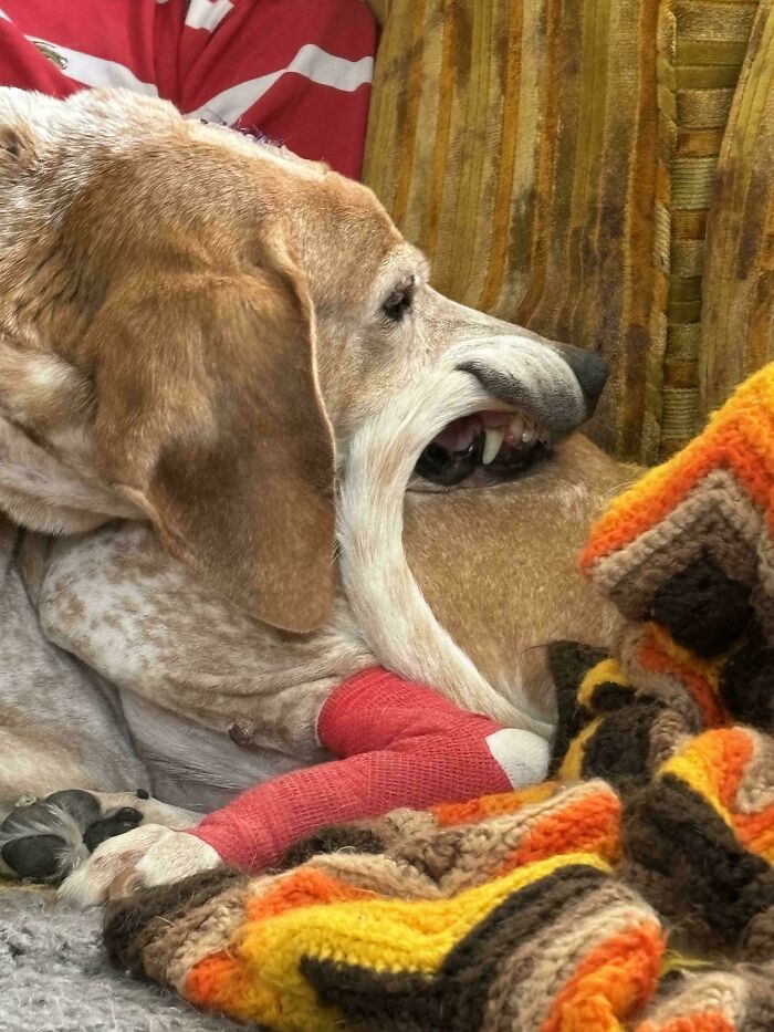 Dog resting awkwardly on a sofa with its paw bandaged, showcasing a humorous and quirky expression.