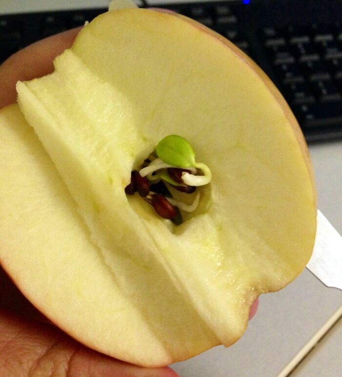 I Cut And Apple In Half This Morning And Found The Seeds Had Started Sprouting Inside The Apple