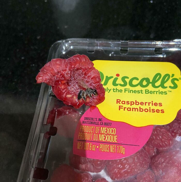 Found A Bee (?) Inside One Of My Raspberries Today