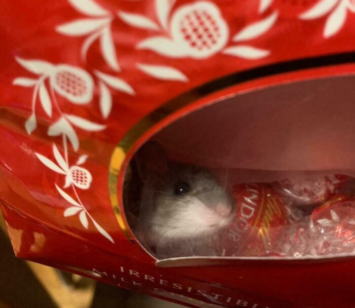 No More Chocolate For Me