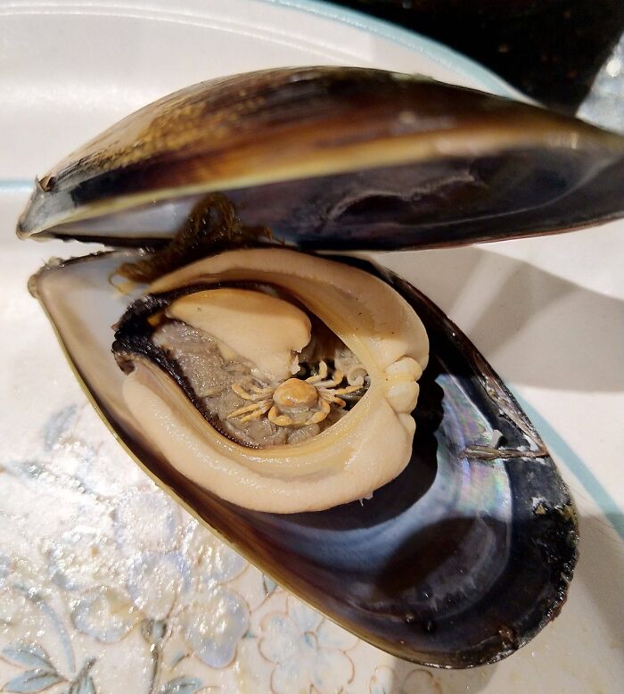My Brother Found A Tiny Crab In This Mussel He Was About To Eat