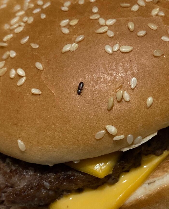 My Mcdonalds Burger Had A Bug Baked Into The Bun