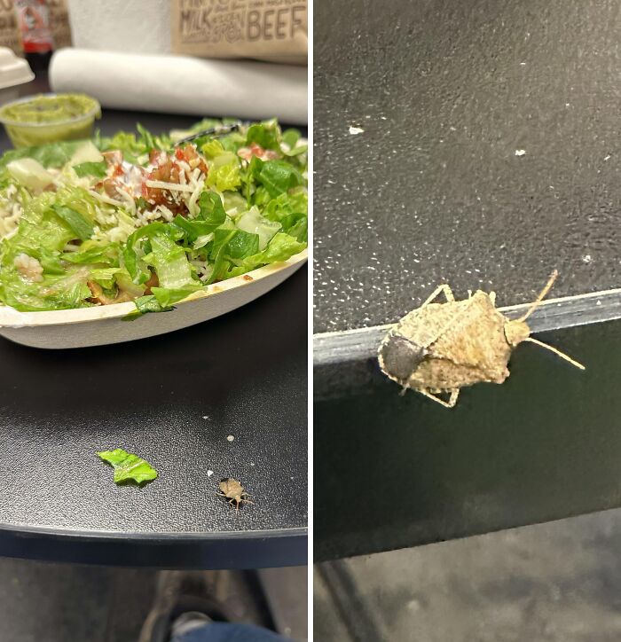 This Bug Just Plopped Out Of My Chipotle Salad As I Was Mixing It